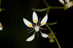 Michaux's saxifrage